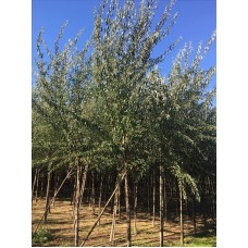 Elaeagnus Angustifolia( Kuş İğdesi)Nergis Peyzaj
 Elaeagnus Angustifolia( Kuş İğdesi)Nergis Peyzaj