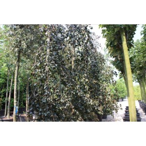 Fagus Sylvatıca Purpurea Pendula( Kırmızı Yapraklı Ters Kayın)Nergis Peyzaj
 Fagus Sylvatıca Purpurea Pendula( Kırmızı Yapraklı Ters Kayın)Nergis Peyzaj