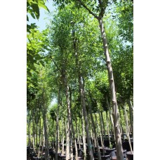 Fraxınus Excelsıor( Adi Dışbudak)Nergis Peyzaj
