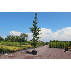 Gıngko Bıloba( Mabet  Ağacı)Nergis Peyzaj
 Gıngko Bıloba( Mabet  Ağacı)Nergis Peyzaj