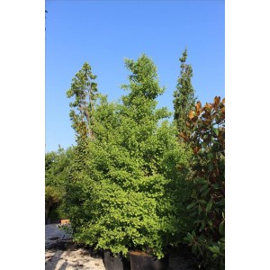 Gıngko Bıloba Fastıgıata( Sütun Mabet Ağacı)Nergis Peyzaj
 Gıngko Bıloba Fastıgıata( Sütun Mabet Ağacı)Nergis Peyzaj