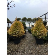 Gıngko Bıloba Marıken( Mabet Ağacı)Nergis Peyzaj
Gıngko Bıloba Marıken( Mabet Ağacı)Nergis Peyzaj