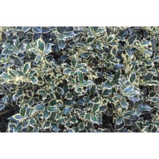 Ilex Aquıfolıum( Çoban Püskülü)Nergis Peyzaj
 Ilex Aquıfolıum( Çoban Püskülü)Nergis Peyzaj