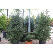 Ilex Mutchagara Nellıe R.Stevens( Çoban Püskülü)Nergis Peyzaj
Ilex Mutchagara Nellıe R.Stevens( Çoban Püskülü)Nergis Peyzaj