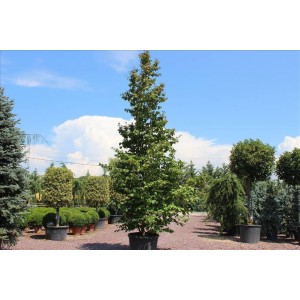 Parrotıa Persıca( İran Demir Ağacı)Nergis Peyzaj
 Parrotıa Persıca( İran Demir Ağacı)Nergis Peyzaj