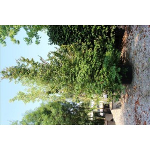 Parrotıa Persıca( İran Demir Ağacı)Nergis Peyzaj
 Parrotıa Persıca( İran Demir Ağacı)Nergis Peyzaj