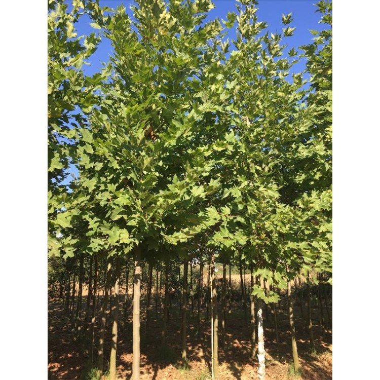 Platanus Orıentalıs( Doğu Çınarı)Nergis Peyzaj
