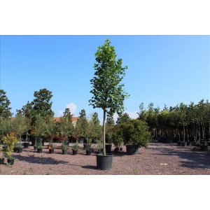 Platanus Acerıfolıa( Batı Çınarı Londra Çınarı)Nergis Peyzaj
 Platanus Acerıfolıa( Batı Çınarı Londra Çınarı)Nergis Peyzaj