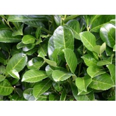 Prunus Laurocerasus Etna( Karayemiş)Nergis Peyzaj
