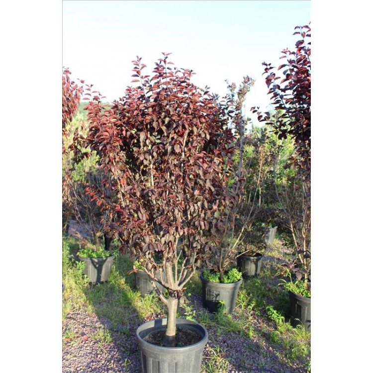 Prunus Ceracıfera Pıssardıı Nıgra( Süs Eriği)Nergis Peyzaj
