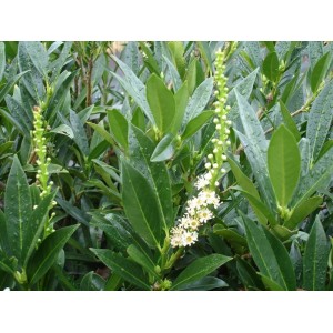 Prunus Laurucerasus Otto Luyken -Nergis Peyzaj
 Prunus Laurucerasus Otto Luyken -Nergis Peyzaj