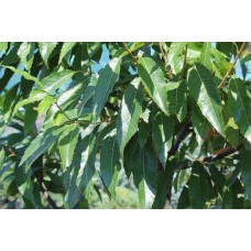 Quercus Castaneıfolıa( Kestane Yapraklı Meşe)Nergis Peyzaj
 Quercus Castaneıfolıa( Kestane Yapraklı Meşe)Nergis Peyzaj