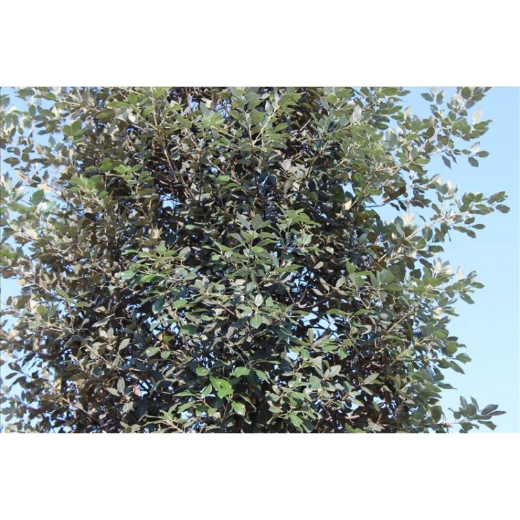 Quercus Ilex( Pırnal  Meşe)Nergis Peyzaj
