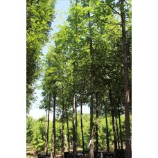 Quercus Palustrıs( Bataklık Meşesi)Nergis Peyzaj
 Quercus Palustrıs( Bataklık Meşesi)Nergis Peyzaj