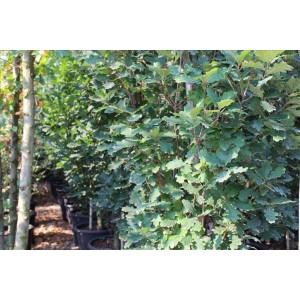 Quercus Robur Fastıgıata( Piramidal Meşe)Nergis Peyzaj
 Quercus Robur Fastıgıata( Piramidal Meşe)Nergis Peyzaj