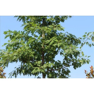 Quercus Rubra( Amerikan Meşesi Kızıl Meşe)Nergis Peyzaj
 Quercus Rubra( Amerikan Meşesi Kızıl Meşe)Nergis Peyzaj
