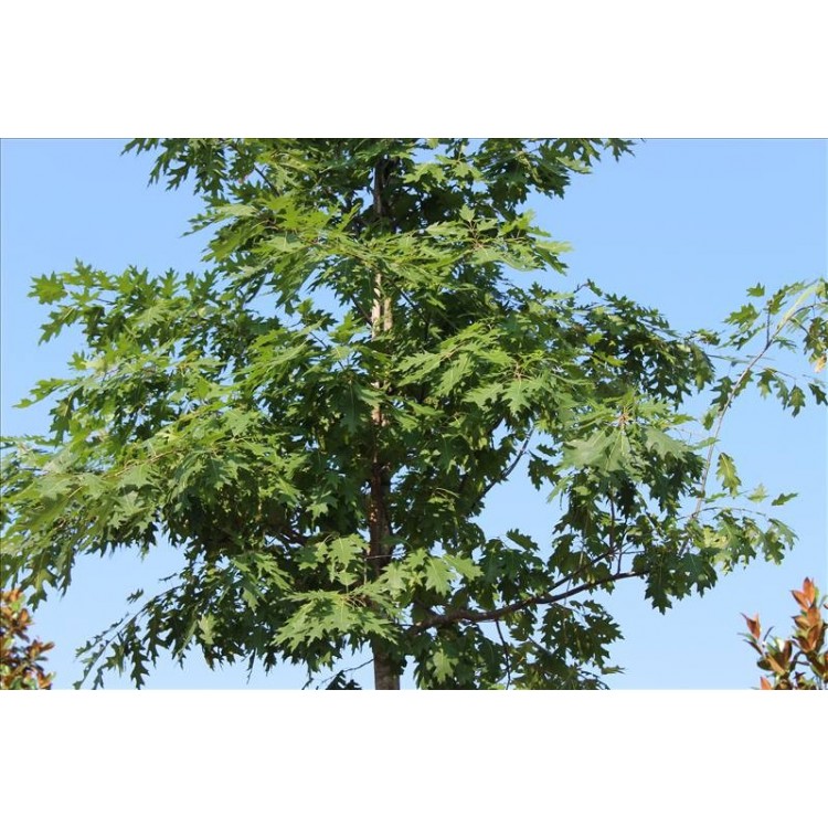 Quercus Rubra( Amerikan Meşesi Kızıl Meşe)Nergis Peyzaj
