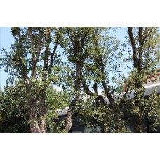 Quercus Suber( Mantar Meşesi)Nergis Peyzaj
 Quercus Suber( Mantar Meşesi)Nergis Peyzaj