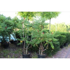 Rhus Typhına( Sumak)Nergis Peyzaj
 Rhus Typhına( Sumak)Nergis Peyzaj