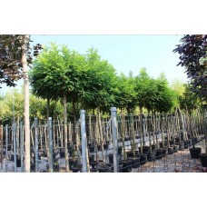 Robınıa Pseodoacacıa Umbraculıfera(Top Akasya)Nergis Peyzaj
 Robınıa Pseodoacacıa Umbraculıfera(Top Akasya)Nergis Peyzaj