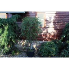 Salıx Caprea( Keçi  Söğüdü)Nergis Peyzaj
 Salıx Caprea( Keçi  Söğüdü)Nergis Peyzaj