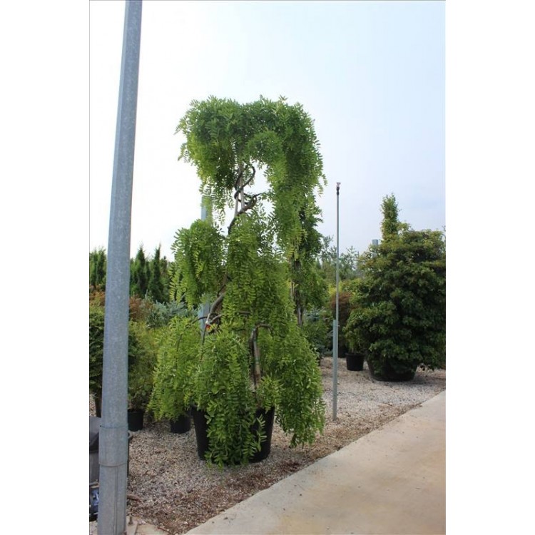 Sophora Japonıca Pendula( Sarkık Japon Sophorası)Nergis Peyzaj
