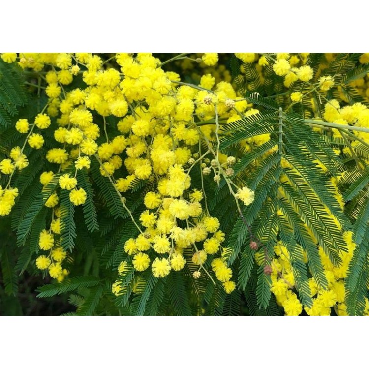 Acacia (Gümüşi Akasya- Mimoza)
