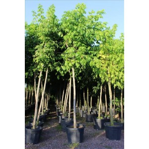 Acer Negundo ( Dışbudak Yapraklı Akçaağaç)
 Acer Negundo ( Dışbudak Yapraklı Akçaağaç)