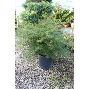 Acer Palmatum (Japon Akçaağaç)
 Acer Palmatum (Japon Akçaağaç)