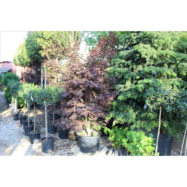 Acer Palmatum Atropurpureum (Kırmızı Yapraklı Akçaağaç)
