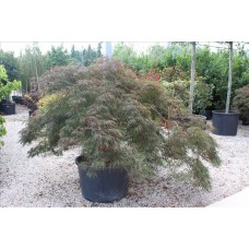 Acer Palmatum Dıssectum Garnet( Ters Japon Akçaağaç)Nergis Peyzaj
