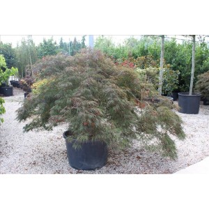 Acer Palmatum Dıssectum Garnet( Ters Japon Akçaağaç)Nergis Peyzaj
 Acer Palmatum Dıssectum Garnet( Ters Japon Akçaağaç)Nergis Peyzaj