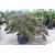 Acer Palmatum Dıssectum Garnet( Ters Japon Akçaağaç)Nergis Peyzaj
