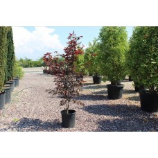 Acer Palmatum Fıreglow( Kırmızı Yapraklı Japon Akçaağaç)Nergis Peyzaj
 Acer Palmatum Fıreglow( Kırmızı Yapraklı Japon Akçaağaç)Nergis Peyzaj