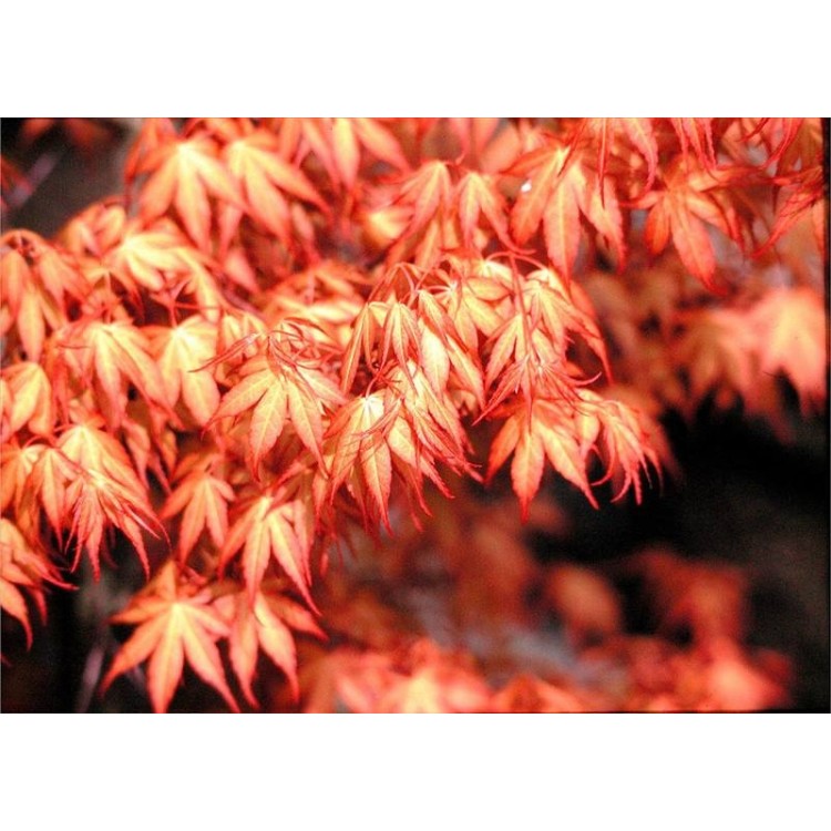 Acer Palmatum Katsura(Japon Akçaağaç)Nergis Peyzaj
