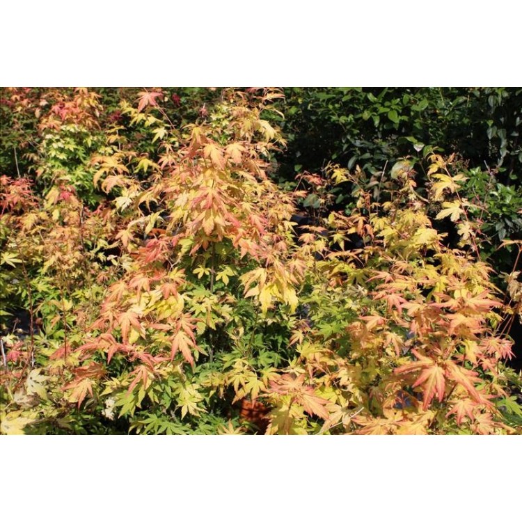 Acer Palmatum Orange Dream (Akçaağaç)Nergis peyzaj
