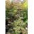 Acer Palmatum Suminagashi - Akçaağaç

