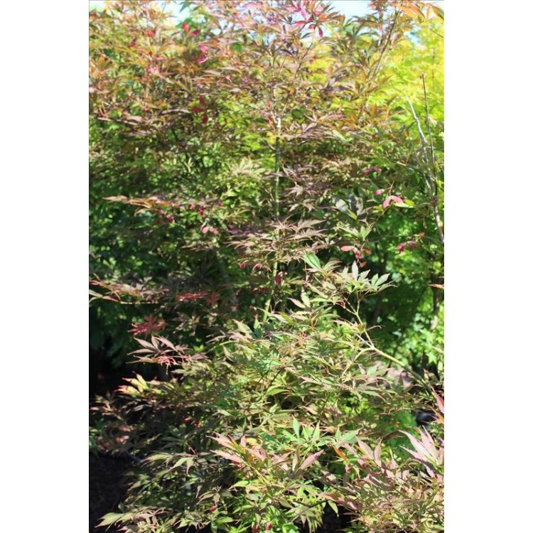 Acer Palmatum Suminagashi - Akçaağaç
