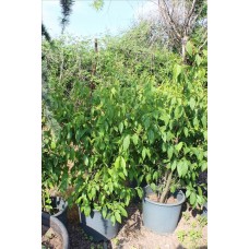 Chimonanthus -Kiş Tatlisi- Kadeh Çiçeği
 Chimonanthus -Kiş Tatlisi- Kadeh Çiçeği