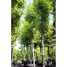 Fraxinus Ornus – Dişbudak
Fraxinus Ornus – Dişbudak