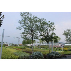 Acacia (Gümüşi Akasya- Mimoza)
 Acacia (Gümüşi Akasya- Mimoza)