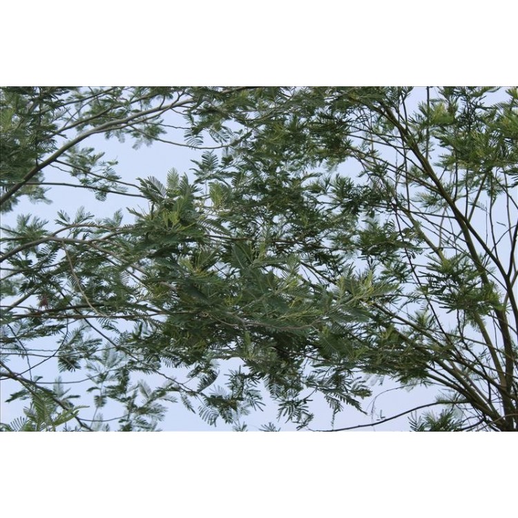 Acacia (Gümüşi Akasya- Mimoza)
