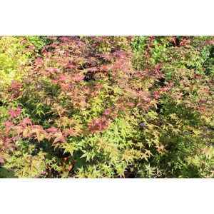 Acer  Palmatum Benı Maıko (Japon Akçaağacı)
 Acer  Palmatum Benı Maıko (Japon Akçaağacı)