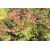 Acer  Palmatum Benı Maıko (Japon Akçaağacı)

