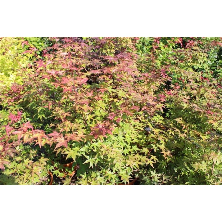 Acer  Palmatum Benı Maıko (Japon Akçaağacı)
