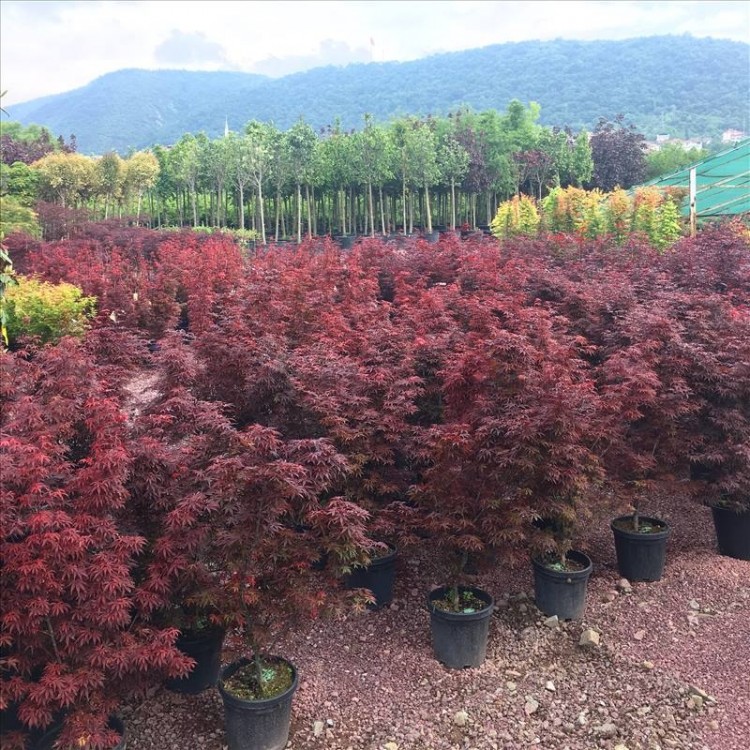 Acer Palmatum Bloodgood (Kırmızı Yapraklı Japon Akçaağacı) Nergis Peyzaj
