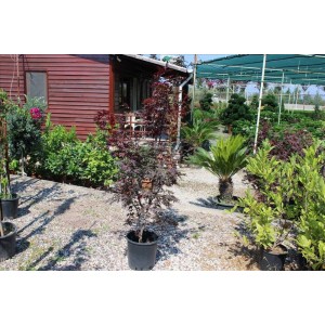 Acer Palmatum Bloodgood (Kırmızı Yapraklı Japon Akçaağacı) Nergis Peyzaj
 Acer Palmatum Bloodgood (Kırmızı Yapraklı Japon Akçaağacı) Nergis Peyzaj