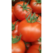 Sırık Domatesi ANCHA F1

