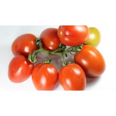 Sırık Domatesi ORKESTRA F1
