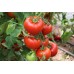 Sırık Domatesi REGOR F1
Sırık Domatesi REGOR F1